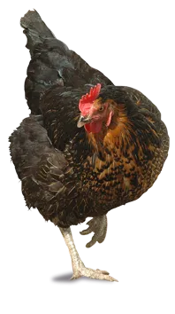 huhn